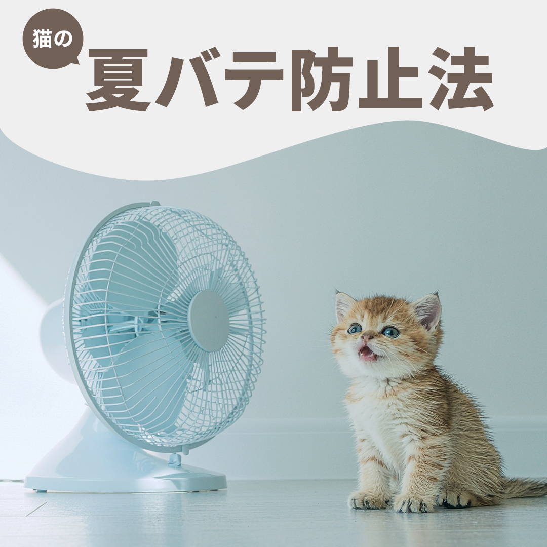 猫の夏バテ防止法