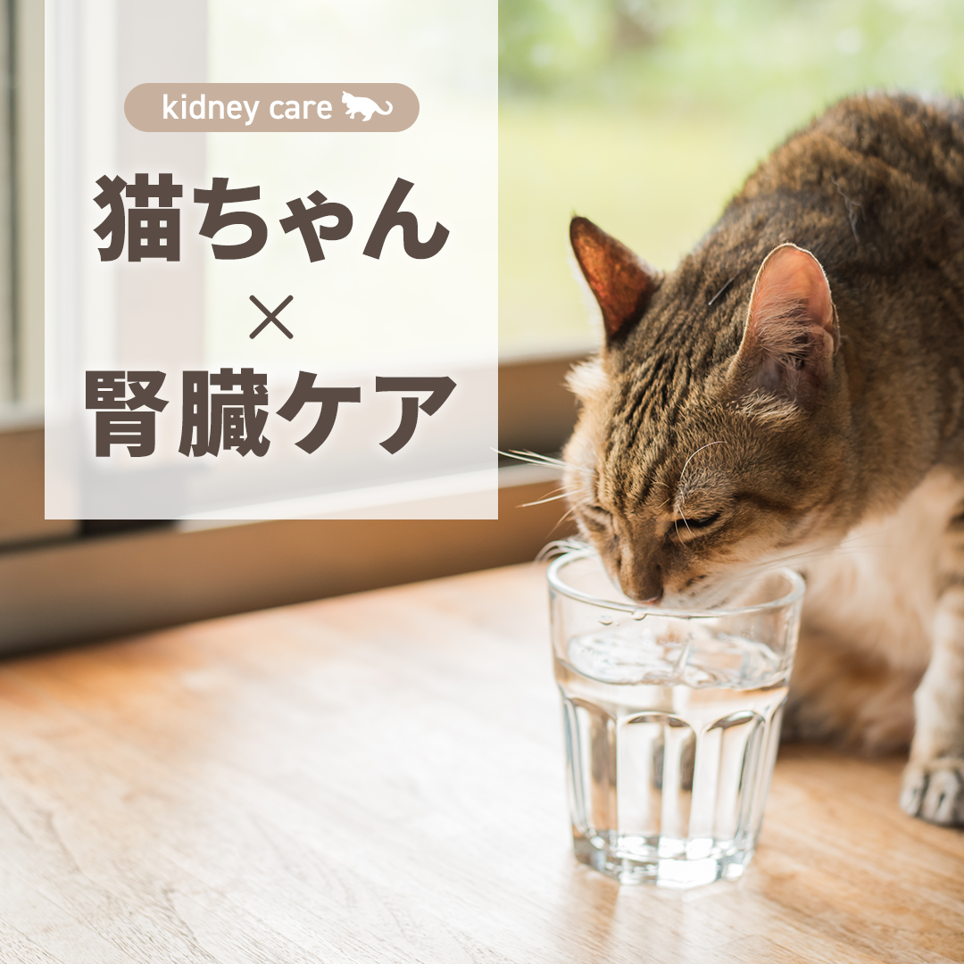 猫ちゃん×腎臓ケア