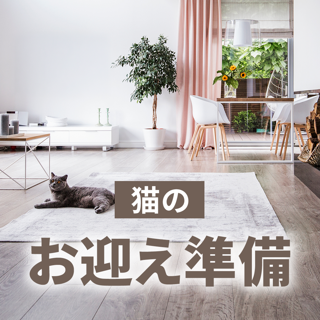 猫のお迎え準備